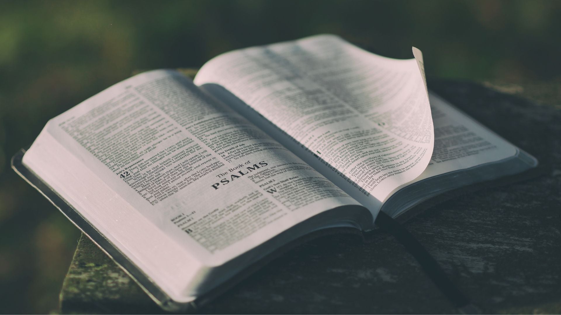 Top 10 Studies on Books of the Bible